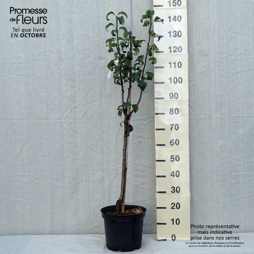 Pyrus communis Beurre Hardy - Pear Tree 7.5L/10L pot, Half standard sample as delivered in autumn