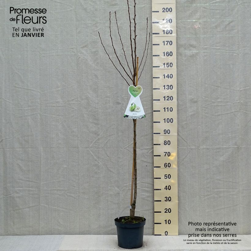 Pyrus communis Charneux - Pear Tree 7.5L/10L pot, Half standard sample as delivered in winter