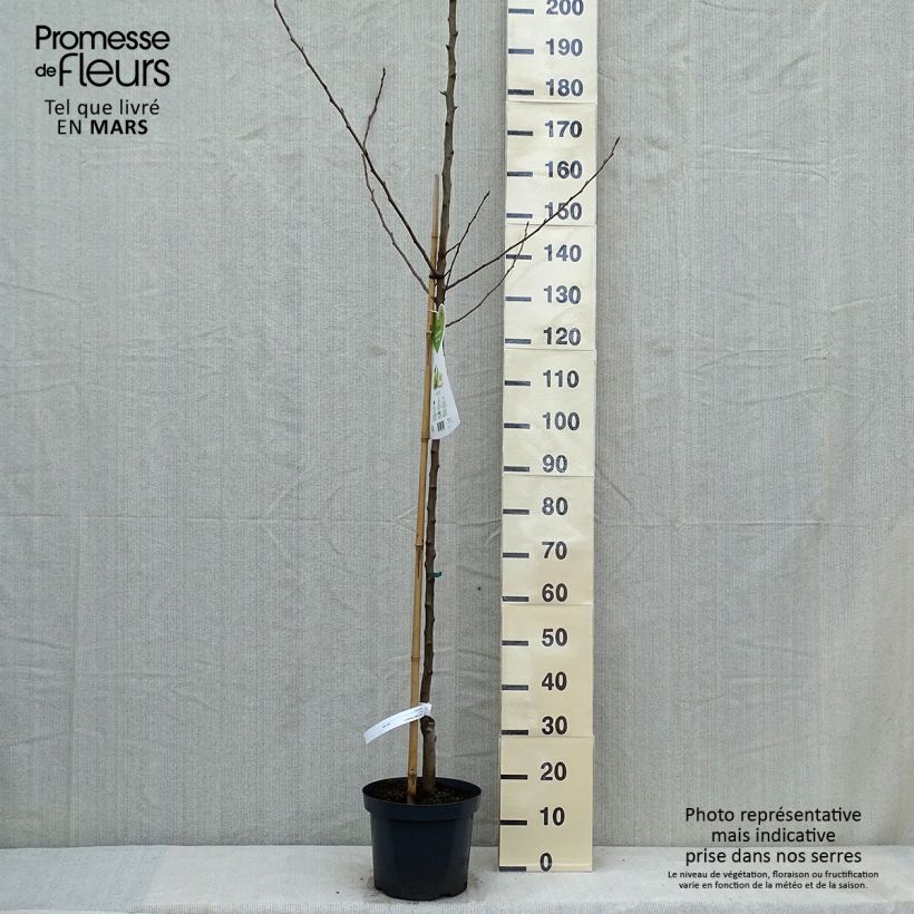 Pyrus communis Charneux - Pear Tree 7.5L/10L pot, Half standard sample as delivered in spring