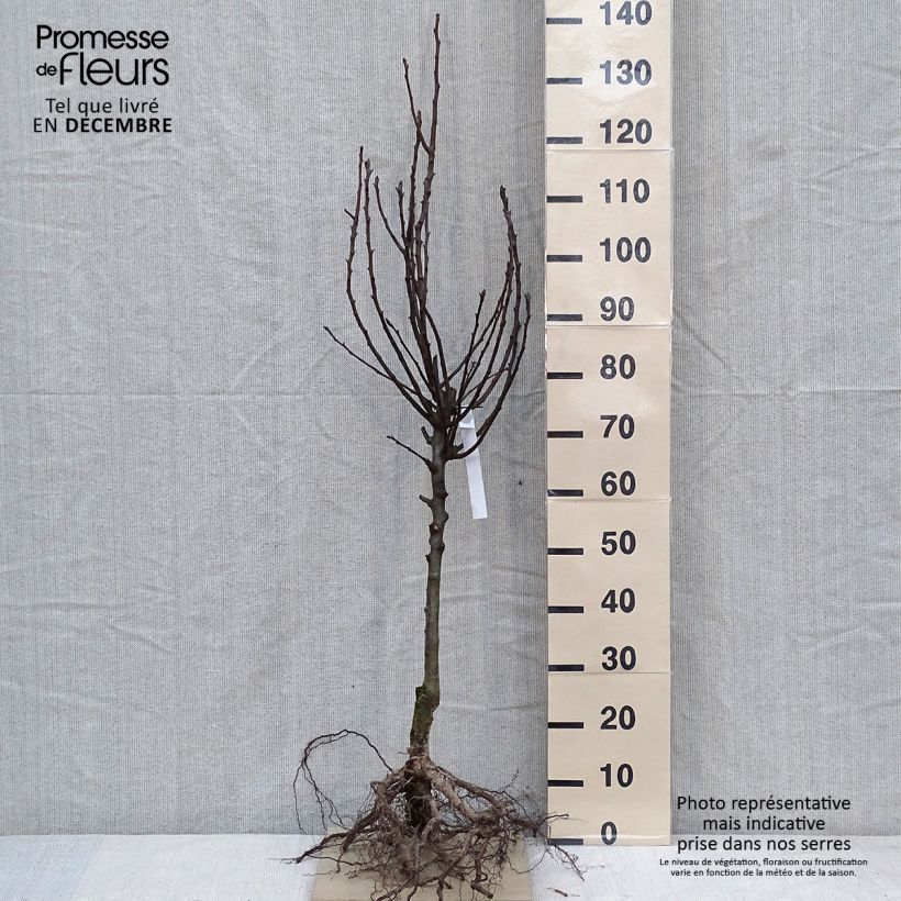 Pyrus communis Charneux - Pear Tree Bare root, Standard sample as delivered in winter