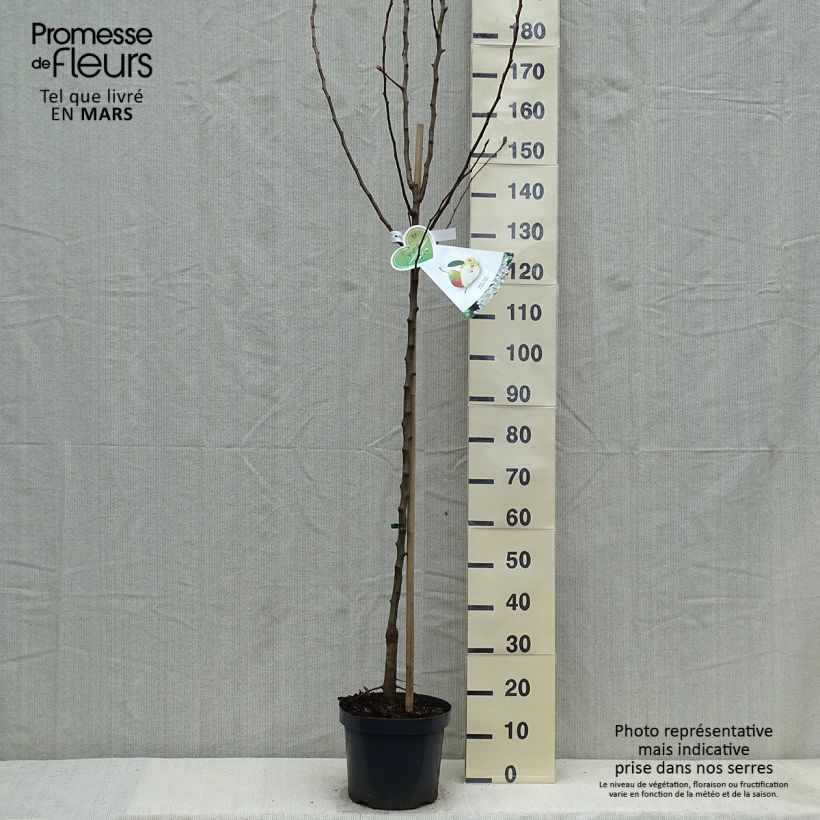 Pyrus communis Clapp’s Favorite - Pear Tree 7.5L/10L pot, Half standard sample as delivered in spring