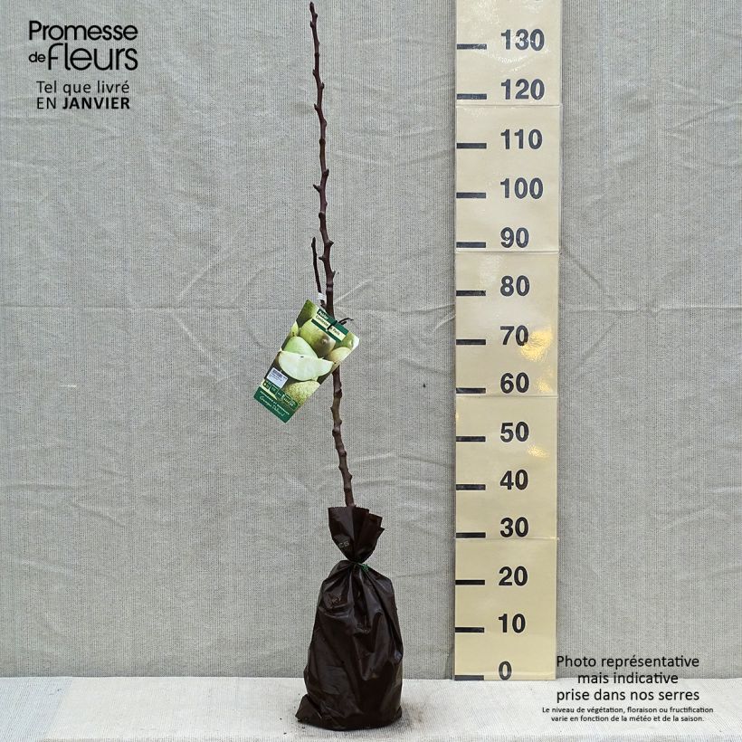 Pyrus communis Comtesse de Paris - Pear Tree Ready-to-plant root ball, Scion sample as delivered in winter