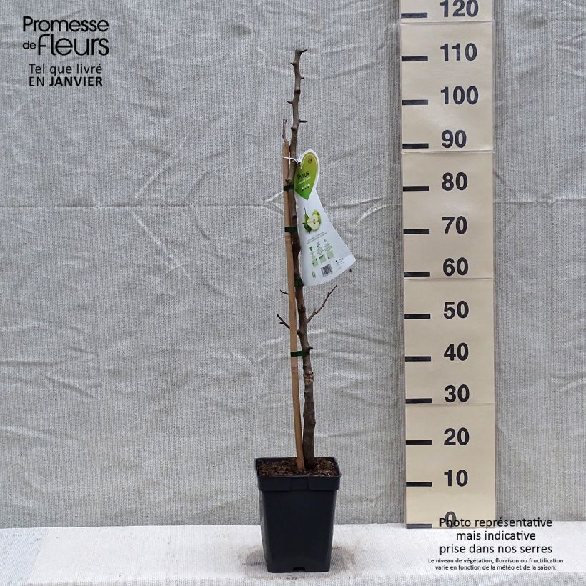 Pyrus communis Condo - Pear Tree 4L/5L pot, Dwarf sample as delivered in winter