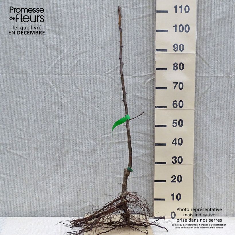 Pyrus communis Curé - Pear Tree Bare root, Scion sample as delivered in winter
