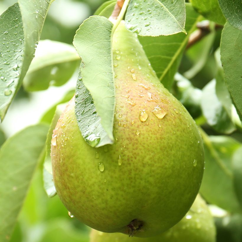 Pyrus communis Curé - Pear Tree (Harvest)
