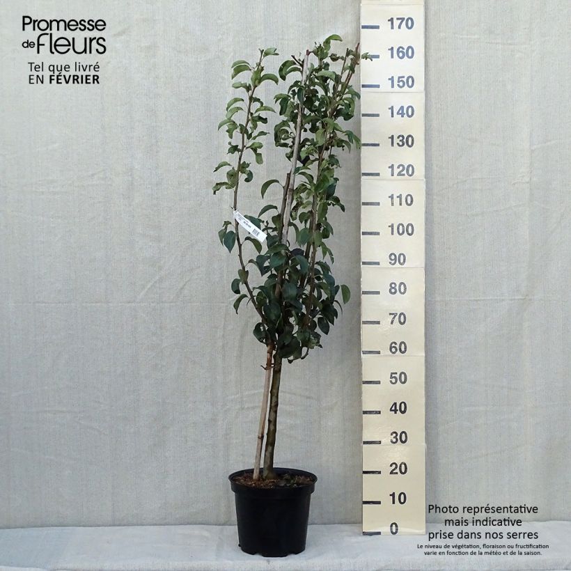Pyrus communis Doyenné du Comice - Pear Tree 7.5L/10L pot, Goblet sample as delivered in autumn