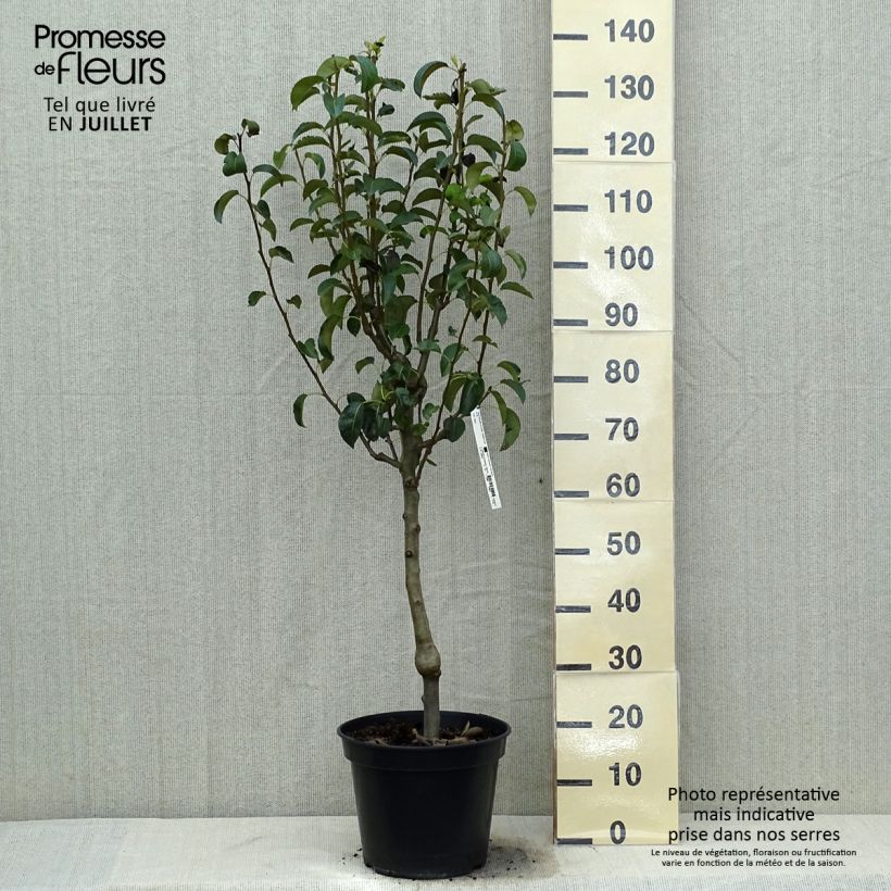 Pyrus communis Doyenné du Comice - Pear Tree 7.5L/10L pot, Single u-shaped espalier sample as delivered in summer