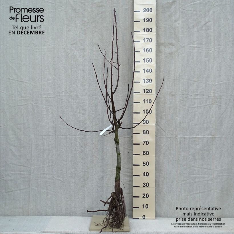 Pyrus communis Dubbele Philip - Pear Tree Bare root, Goblet sample as delivered in winter