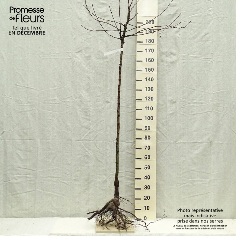 Pyrus communis Durondeau - Pear Tree Bare root, Half standard sample as delivered in winter