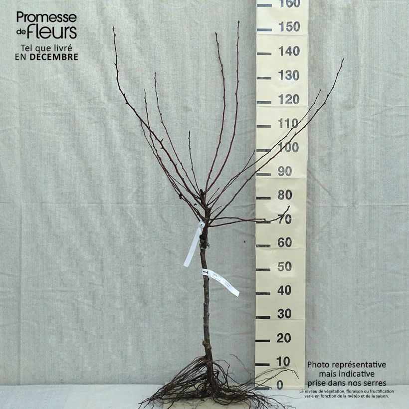 Pyrus communis Durondeau - Pear Tree Bare root, Goblet sample as delivered in winter