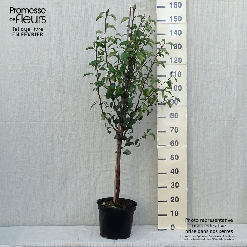 Pyrus communis Epine du Mas - Pear Tree 7.5L/10L pot, Goblet sample as delivered in autumn