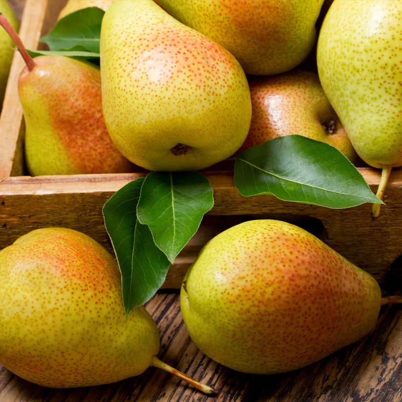 Pyrus communis Epine du Mas - Pear Tree (Harvest)