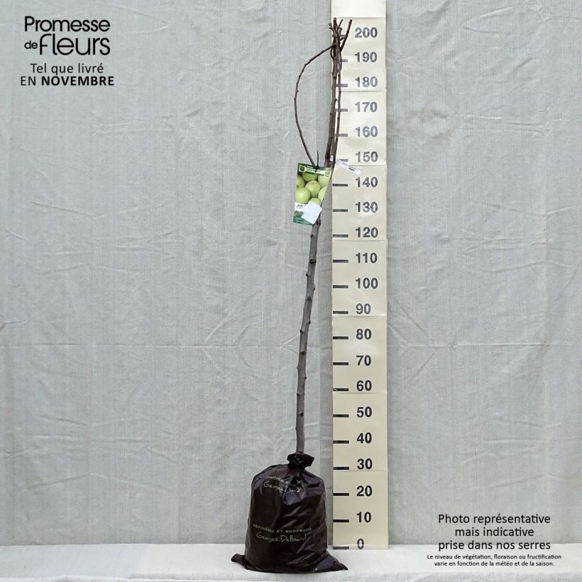 Pyrus communis Fertilia Delbard - Pear Tree Ready-to-plant root ball, Half standard sample as delivered in autumn