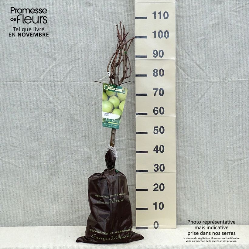 Pyrus communis Fertilia Delbard - Pear Tree Ready-to-plant root ball, Goblet sample as delivered in autumn