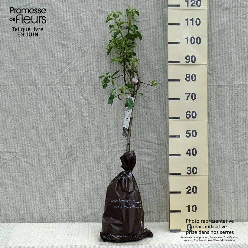 Pyrus communis Fertilia Delbard - Pear Tree Ready-to-plant root ball, Goblet sample as delivered in spring