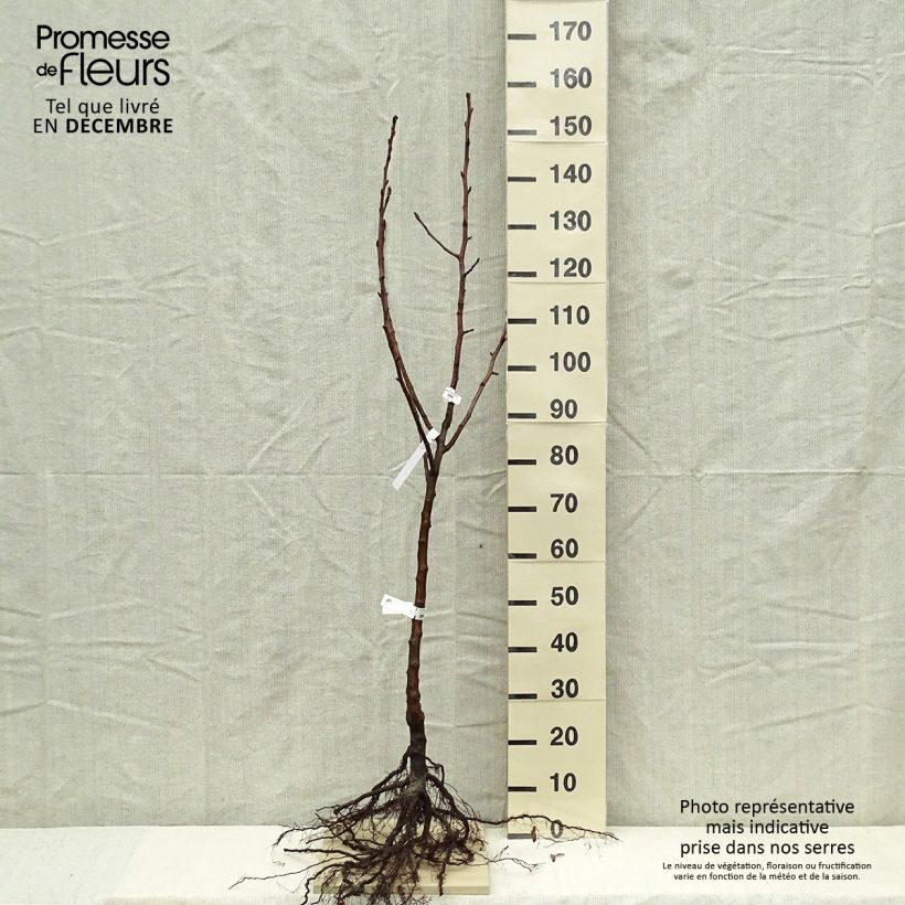 Pyrus communis Fertilia Delbard - Pear Tree Bare root, Goblet sample as delivered in winter