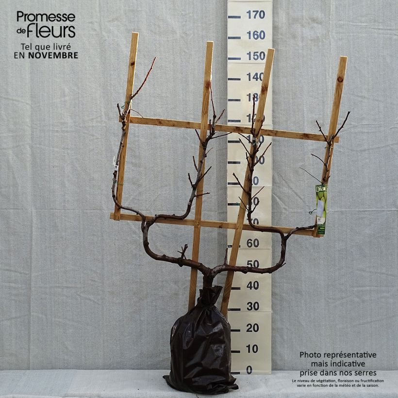Pyrus communis Fertilia Delbard - Pear Tree Ready-to-plant root ball, Double u-shaped espalier sample as delivered in autumn
