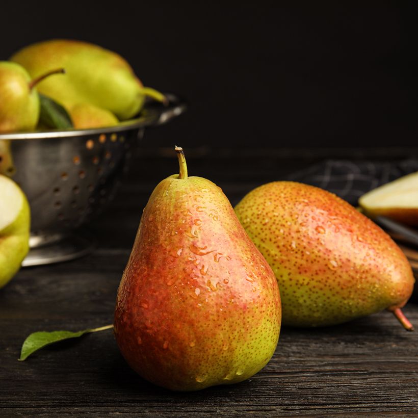 Pyrus communis Figue d’Alençon - Pear Tree (Harvest)