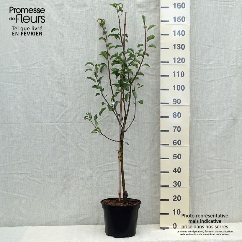 Pyrus communis Jules Guyot - Pear Tree 7.5L/10L pot, Goblet sample as delivered in autumn