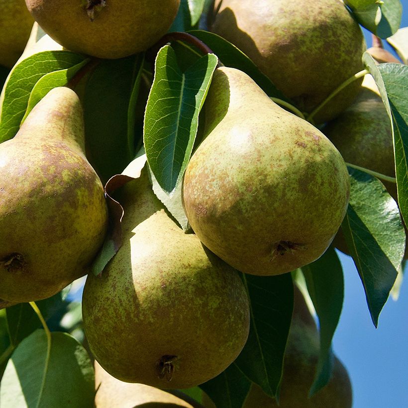 Pyrus communis Précoce de Trévoux - Pear Tree (Harvest)