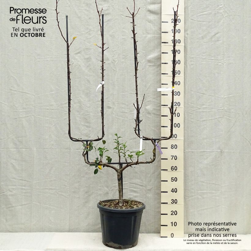 Pyrus communis General Leclerc - Pear Tree 30L/35L pot, Double u-shaped espalier sample as delivered in autumn