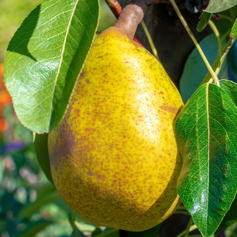 Pyrus communis Royal Vendée - Pear Tree (Harvest)