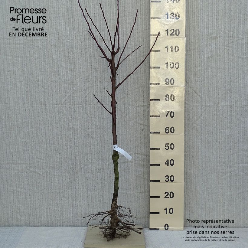 Pyrus communis Saint Rémy - Pear Tree Bare root, Goblet sample as delivered in winter