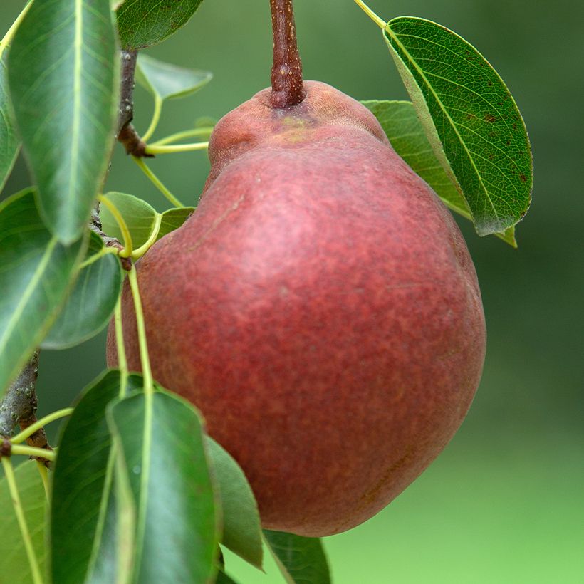 Pyrus communis Stark Crimson - Pear Tree (Harvest)