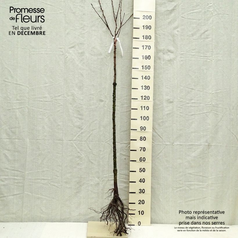 Pyrus communis Triomphe de Vienne - Pear Tree Bare root, Half standard sample as delivered in winter