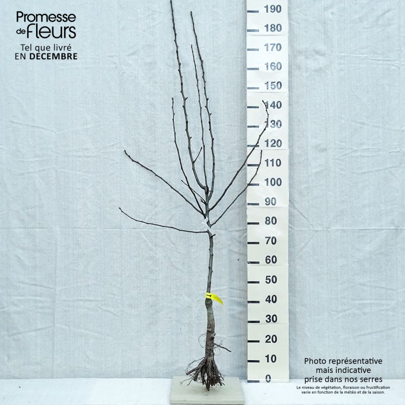 Pyrus communis Triomphe de Vienne - Pear Tree Bare root, Goblet sample as delivered in winter