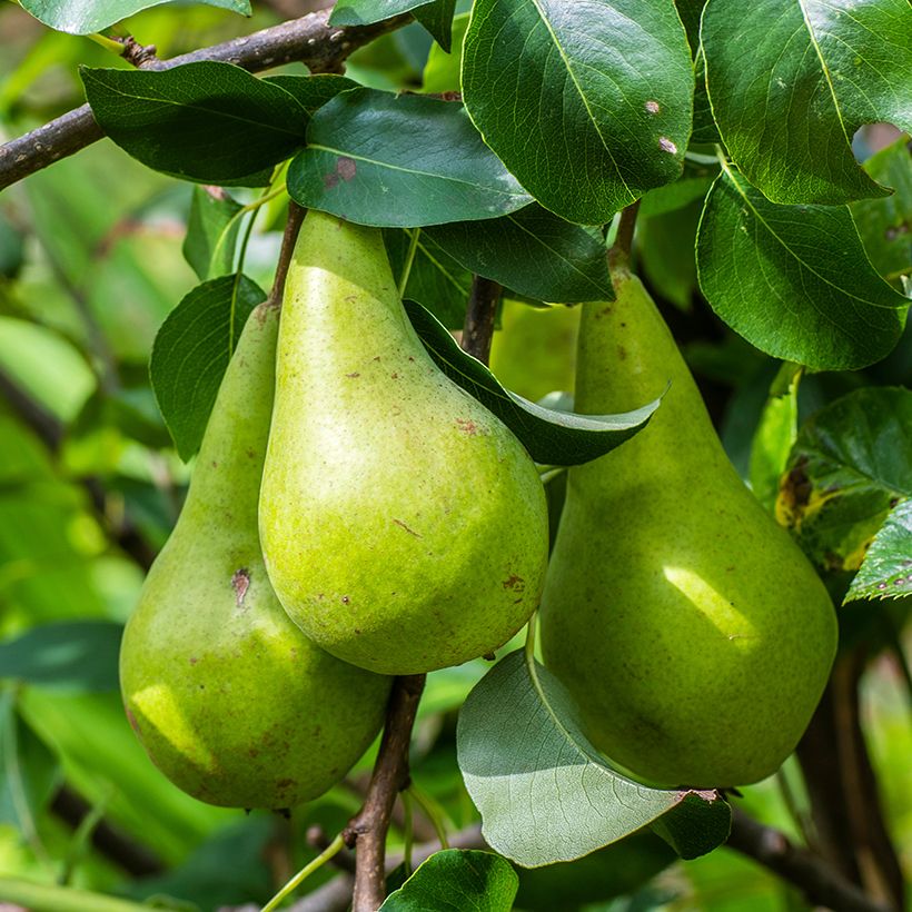 Pyrus communis Long Green Autumn - Pear Tree (Harvest)