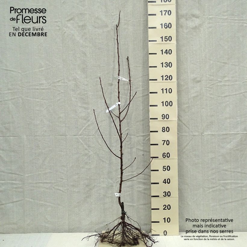 Pyrus communis Fertilia Delbard - Pear Tree Bare root, Scion sample as delivered in winter
