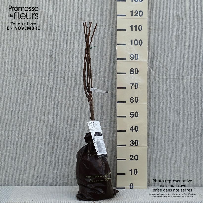 Pyrus communis Belle Helene - Pear Tree Ready-to-plant root ball, Quarter standard sample as delivered in autumn