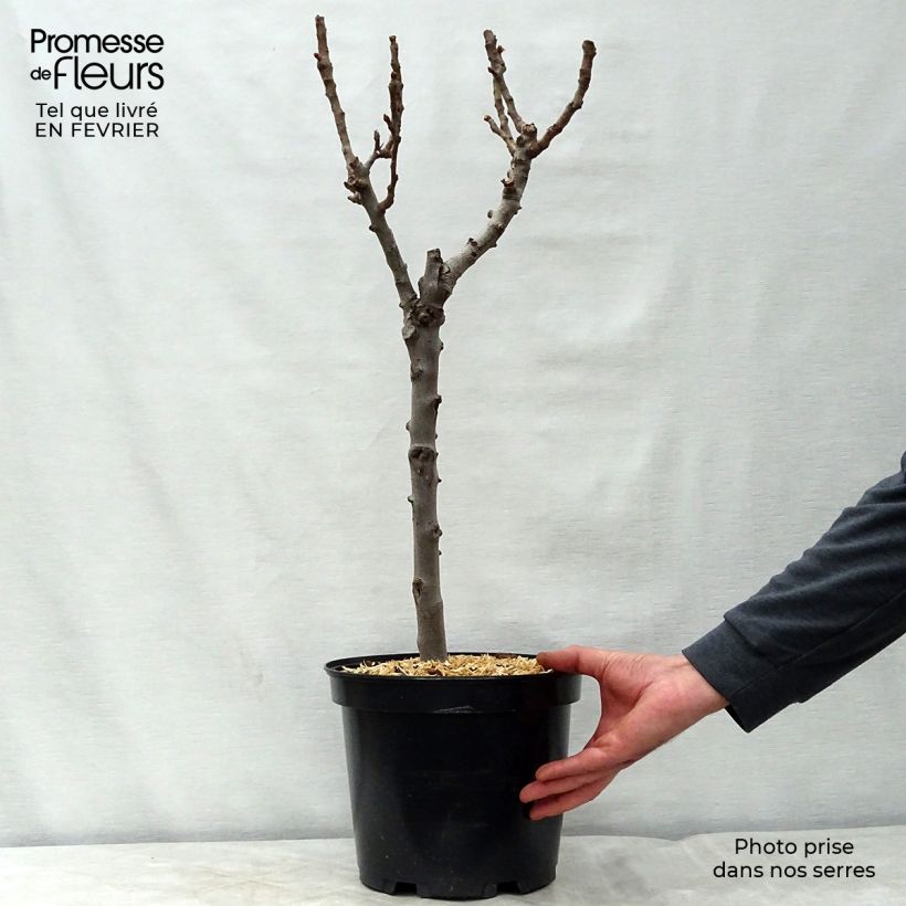 Pyrus communis Garden Gem - Pear Tree 6L/7L pot, Dwarf sample as delivered in winter