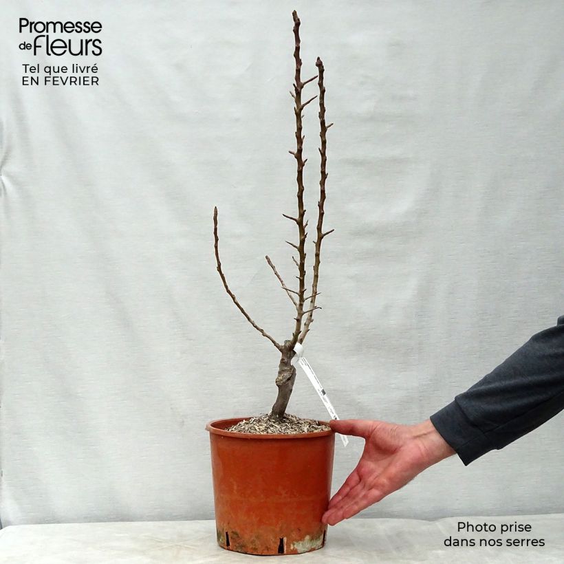 Pyrus communis Garden Pearl - Pear Tree 6L/7L pot, Dwarf sample as delivered in winter