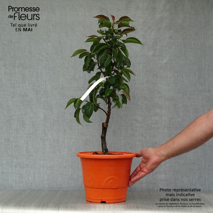 Pyrus communis Garden Pearl - Pear Tree 6L/7L pot, Quarter standard sample as delivered in spring