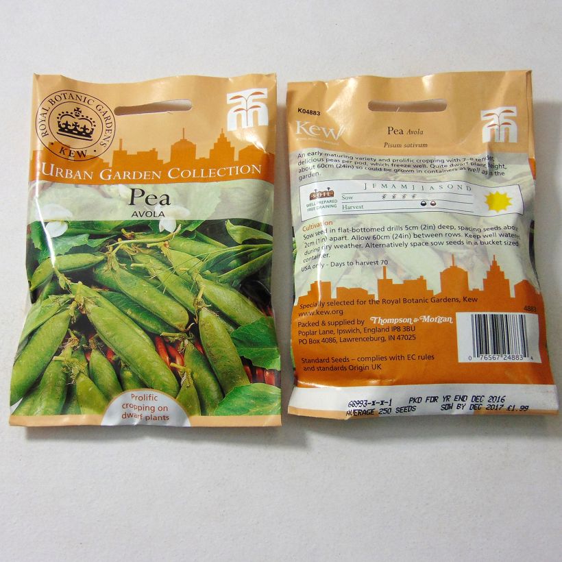 Example of Avola Dwarf Pea per pack of 250 seeds specimen as delivered