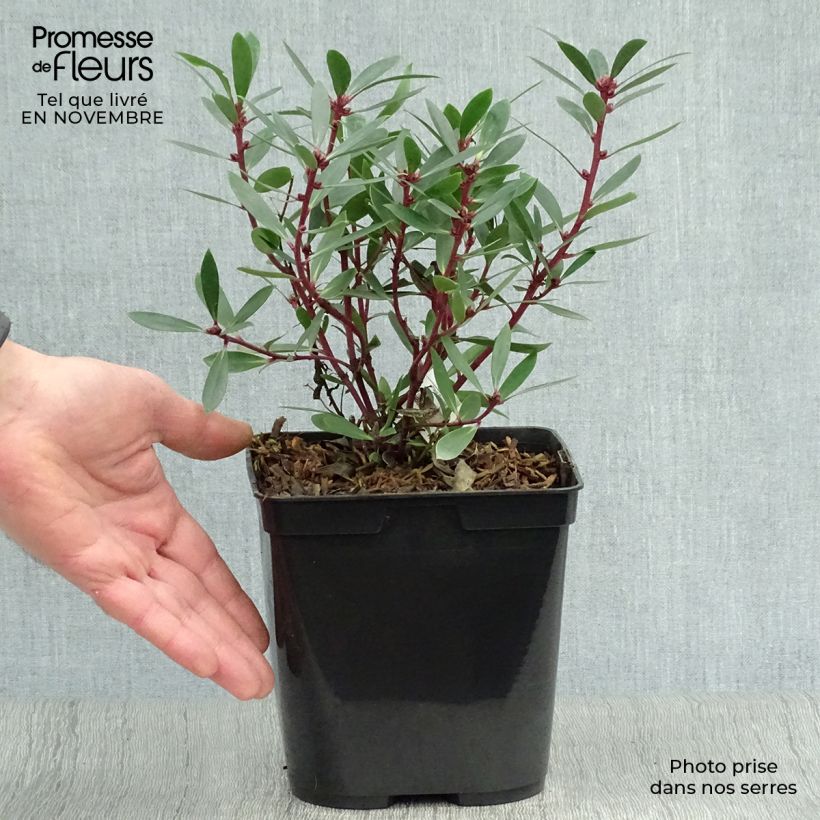 Drimys aromatica 2L/3L pot sample as delivered in autumn