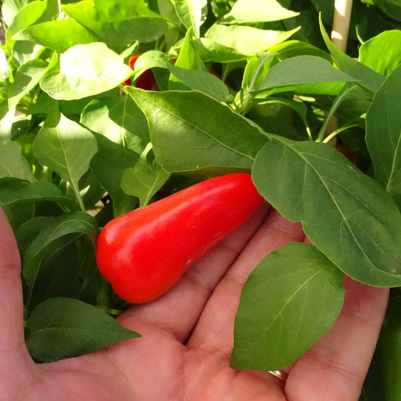 Orange Pepper Snackor F1 Plants - Capsicum annuum (Harvest)