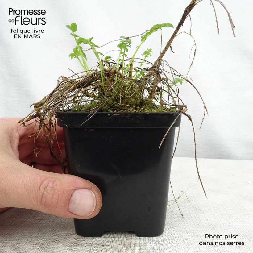 Polemonium yezoense Halfway to Paradise 8/9 cm pot sample as delivered in spring
