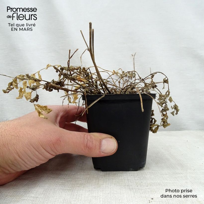 Polemonium reptans Stairway to Heaven 8/9 cm pot sample as delivered in spring