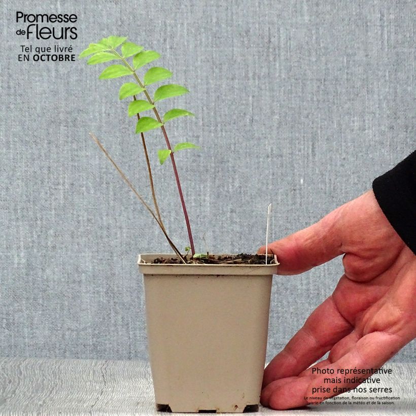 Polemonium reptans Stairway to Heaven 8/9 cm pot sample as delivered in autumn