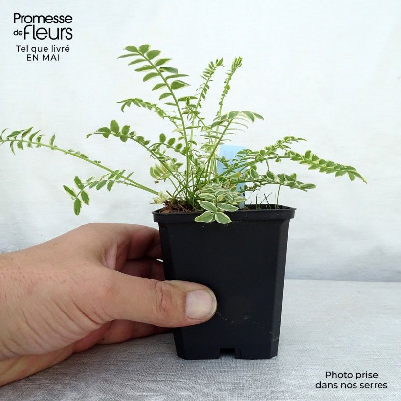 Polemonium caeruleum Brise d'Anjon 8/9 cm pot sample as delivered in spring