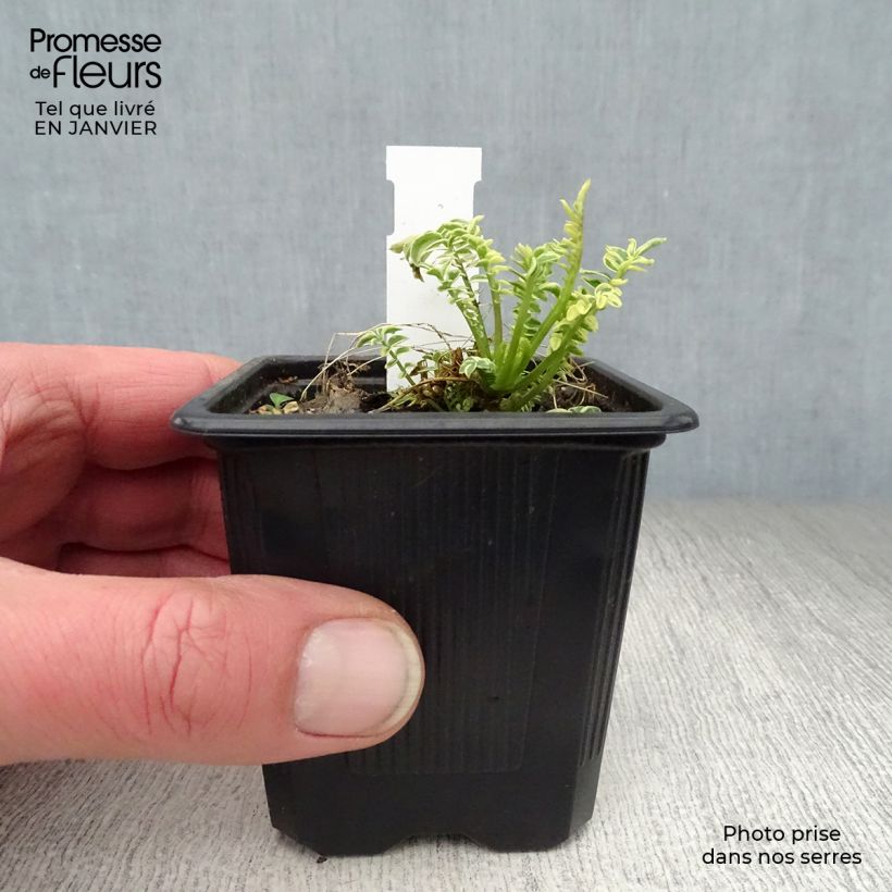 Polemonium caeruleum Brise d'Anjon 8/9 cm pot sample as delivered in winter