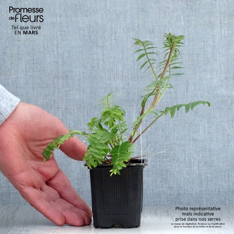 Polemonium carneum Apricot Delight 8/9 cm pot sample as delivered in spring