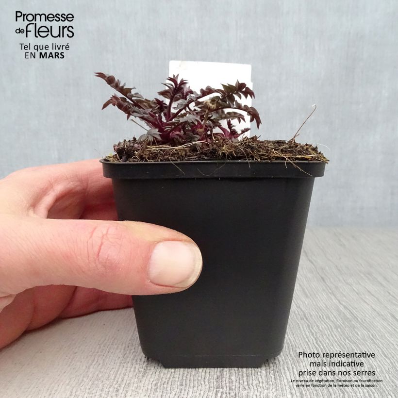 Polemonium reptans x yezoense Heaven Scent 8/9 cm pot sample as delivered in spring