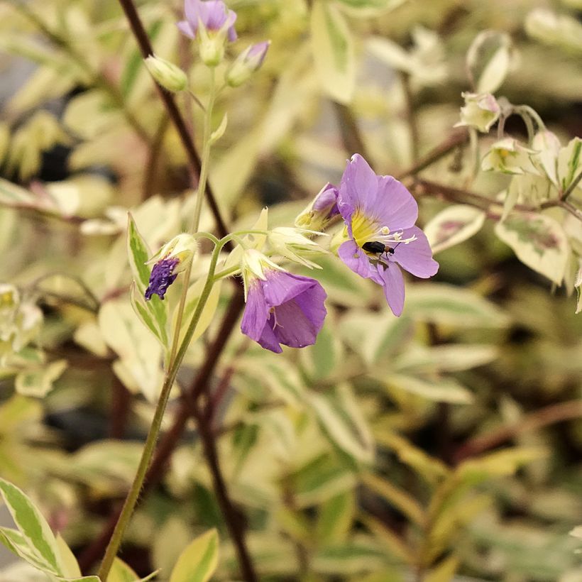 Polemonium pulcherrimum Golden Feathers (Flowering)