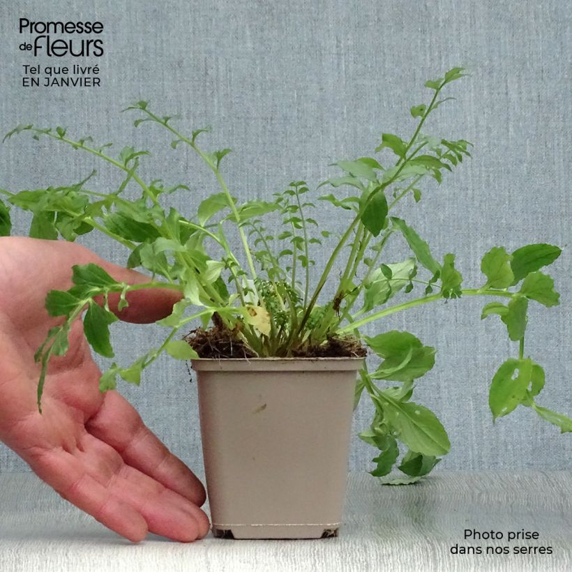 Polemonium reptans Blue Pearl 8/9 cm pot sample as delivered in winter