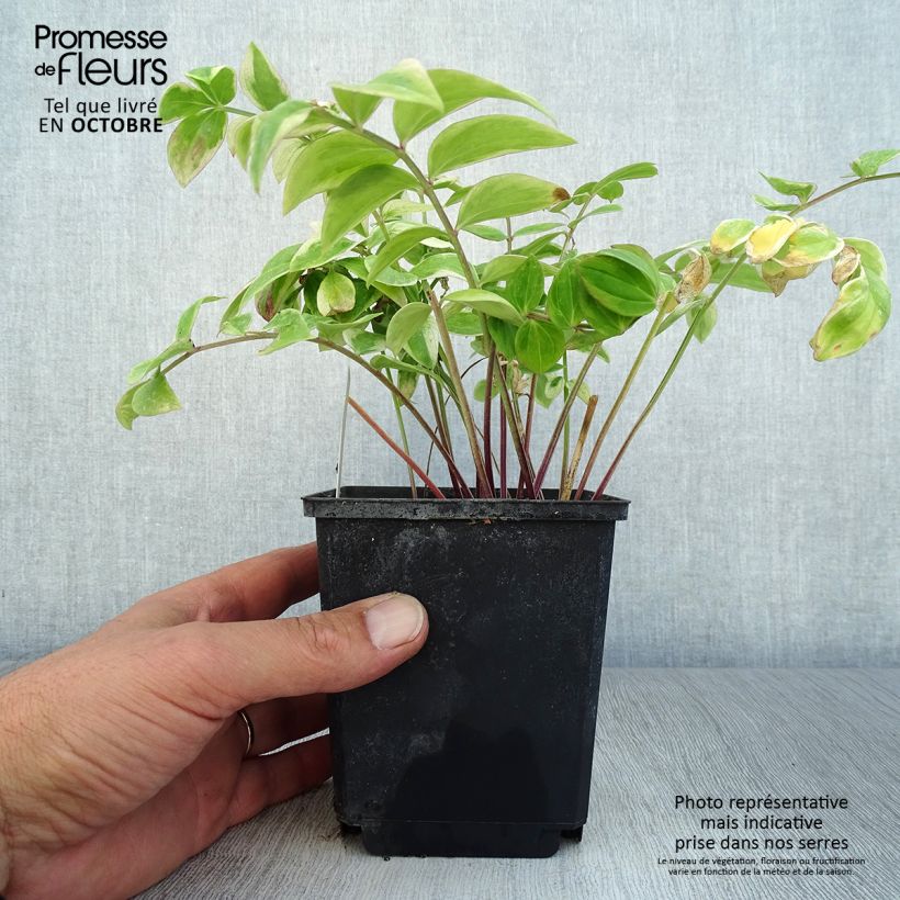 Polemonium reptans Touch of Class 8/9 cm pot sample as delivered in autumn