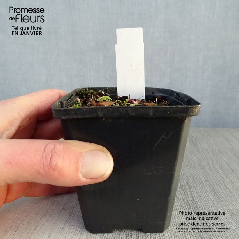 Polemonium reptans 8/9 cm pot sample as delivered in winter